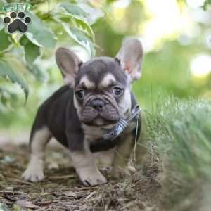 Page, French Bulldog Puppy